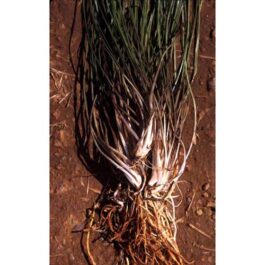 Cryptocoryne Sivadasanii/ Needle leaf Cryptocoryne (Single plant)